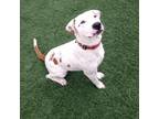 Adopt Zack a Tan/Yellow/Fawn American Pit Bull Terrier / Catahoula Leopard Dog
