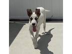 Adopt Jake a Tan/Yellow/Fawn Siberian Husky / Mixed Breed (Medium) dog in