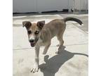 Adopt Darby a Tan/Yellow/Fawn Siberian Husky / Mixed Breed (Medium) dog in