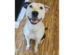 Adopt Spot a White - with Black American Pit Bull Terrier / Mixed dog in
