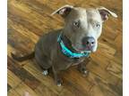 Adopt Keioko a Gray/Blue/Silver/Salt & Pepper Pit Bull Terrier / Mixed dog in