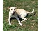 Adopt Apollo a Tan/Yellow/Fawn - with White Pit Bull Terrier / Mixed dog in