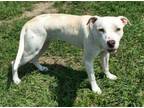 Adopt Brandi a White - with Tan, Yellow or Fawn Pit Bull Terrier / Mixed dog in