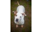 Adopt Dopey a White - with Brown or Chocolate Pit Bull Terrier / Mixed dog in