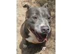 Adopt Nala a Gray/Blue/Silver/Salt & Pepper American Staffordshire Terrier /