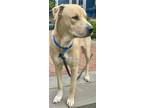 Adopt Graham Cracker aka Max a Tan/Yellow/Fawn - with White Labrador Retriever /