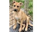 Adopt McKenzie a Tan/Yellow/Fawn Black Mouth Cur / Mixed dog in Pittsburgh