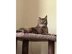 Adopt Baby a Calico or Dilute Calico Calico / Mixed (short coat) cat in