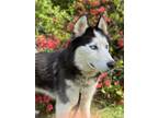 Adopt Tojo a Husky / Mixed dog in New York, NY (41530519)