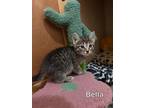 Adopt Bella a Gray, Blue or Silver Tabby Domestic Shorthair (short coat) cat in