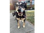 Adopt Sammy a Hound (Unknown Type) / German Shepherd Dog / Mixed dog in
