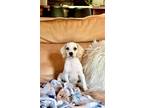 Adopt Veuve a Beagle / Mixed dog in Germantown, OH (41543680)