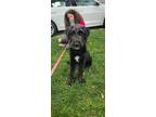 Adopt Memphis a Labrador Retriever / Poodle (Miniature) / Mixed dog in
