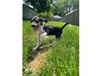 Adopt Cold Brew a Beagle / Hound (Unknown Type) / Mixed dog in Germantown
