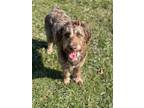 Adopt Burrow a Labrador Retriever / Poodle (Miniature) / Mixed dog in