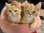 Adopt Savannah a Orange or Red (Mostly) Domestic Shorthair (short coat) cat in