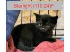 Adopt Foster Starlight a All Black Domestic Shorthair / Mixed (short coat) cat