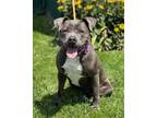 Adopt Pirdy a Gray/Silver/Salt & Pepper - with White American Pit Bull Terrier /