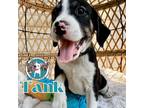 Adopt Tank Train a Black American Pit Bull Terrier dog in Portland