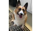 Adopt Pumpkin Puff a Tan/Yellow/Fawn Corgi dog in Portland, OR (41550530)