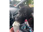 Adopt Lillian Little Pittie Pup a Black Pit Bull Terrier dog in Portland