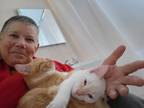Adopt Jojo a White (Mostly) Colorpoint Shorthair / Mixed (short coat) cat in