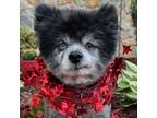 Adopt Wolfie a Pomeranian / Mixed dog in Newington, VA (41542468)