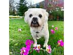 Adopt Miley a White Terrier (Unknown Type, Small) / Mixed dog in Brockton