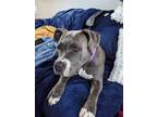 Adopt Suri a Gray/Blue/Silver/Salt & Pepper American Pit Bull Terrier / American