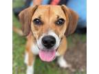 Adopt Bart a Beagle / Terrier (Unknown Type, Medium) / Mixed dog in Bloomfield