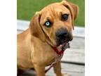 Adopt Buttercup a Beagle / Terrier (Unknown Type, Medium) / Mixed dog in