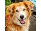 Adopt Korra a Golden Retriever / Mixed dog in Bloomfield, CT (41530569)