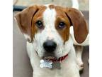 Adopt Boris a Treeing Walker Coonhound / Terrier (Unknown Type