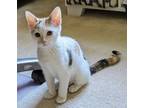 Adopt Pansy24 a Domestic Shorthair / Mixed (short coat) cat in Youngsville