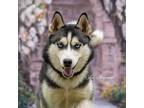 Adopt Eden a Siberian Husky / Mixed dog in Newberg, OR (41551956)