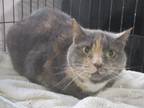 Adopt Kitty Front Declawed a Domestic Shorthair / Mixed (short coat) cat in St.