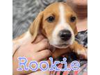 Adopt Rookie a Mixed Breed (Medium) / American Pit Bull Terrier / Mixed dog in