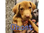 Adopt Ghost a Mixed Breed (Medium) / American Pit Bull Terrier / Mixed dog in