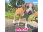 Adopt Rebel a Mixed Breed (Medium) / American Pit Bull Terrier / Mixed dog in