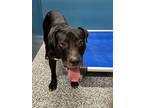 Adopt Nacho a American Pit Bull Terrier / Mixed dog in WILSON, NC (41551930)