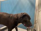 Adopt Levi a American Pit Bull Terrier / Mixed dog in WILSON, NC (41551929)