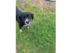 Adopt Yazmin a Mixed Breed (Medium) / Mixed dog in WILSON, NC (41551927)