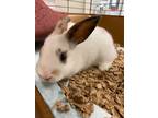 Adopt Cadbury a American / Mixed (short coat) rabbit in Fall River