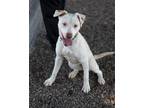 Adopt Lola a American Pit Bull Terrier / Mixed dog in Boone, IA (41551923)