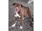 Adopt Ginger a American Pit Bull Terrier / Mixed dog in Boone, IA (41551922)