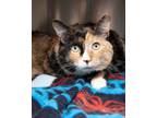 Adopt Freska bonded with Rockstar a Domestic Longhair / Mixed (short coat) cat