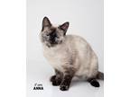 Adopt Anna a Siamese / Mixed (short coat) cat in Boone, IA (41489520)
