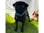 Adopt Sisu a Pug / Mixed dog in San Diego, CA (41551917)