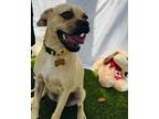 Adopt Luffy a Mixed Breed (Medium) / Pug / Mixed dog in San Diego, CA (41551916)
