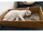 Adopt Marshmallow a Siamese / Mixed (short coat) cat in San Diego, CA (41551911)